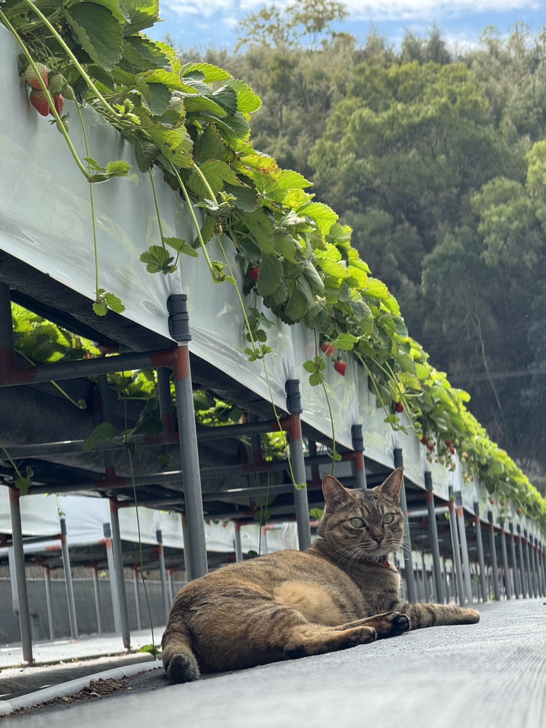 舞夜天草莓園飼養的虎斑貓在高架草莓下方的走道休息