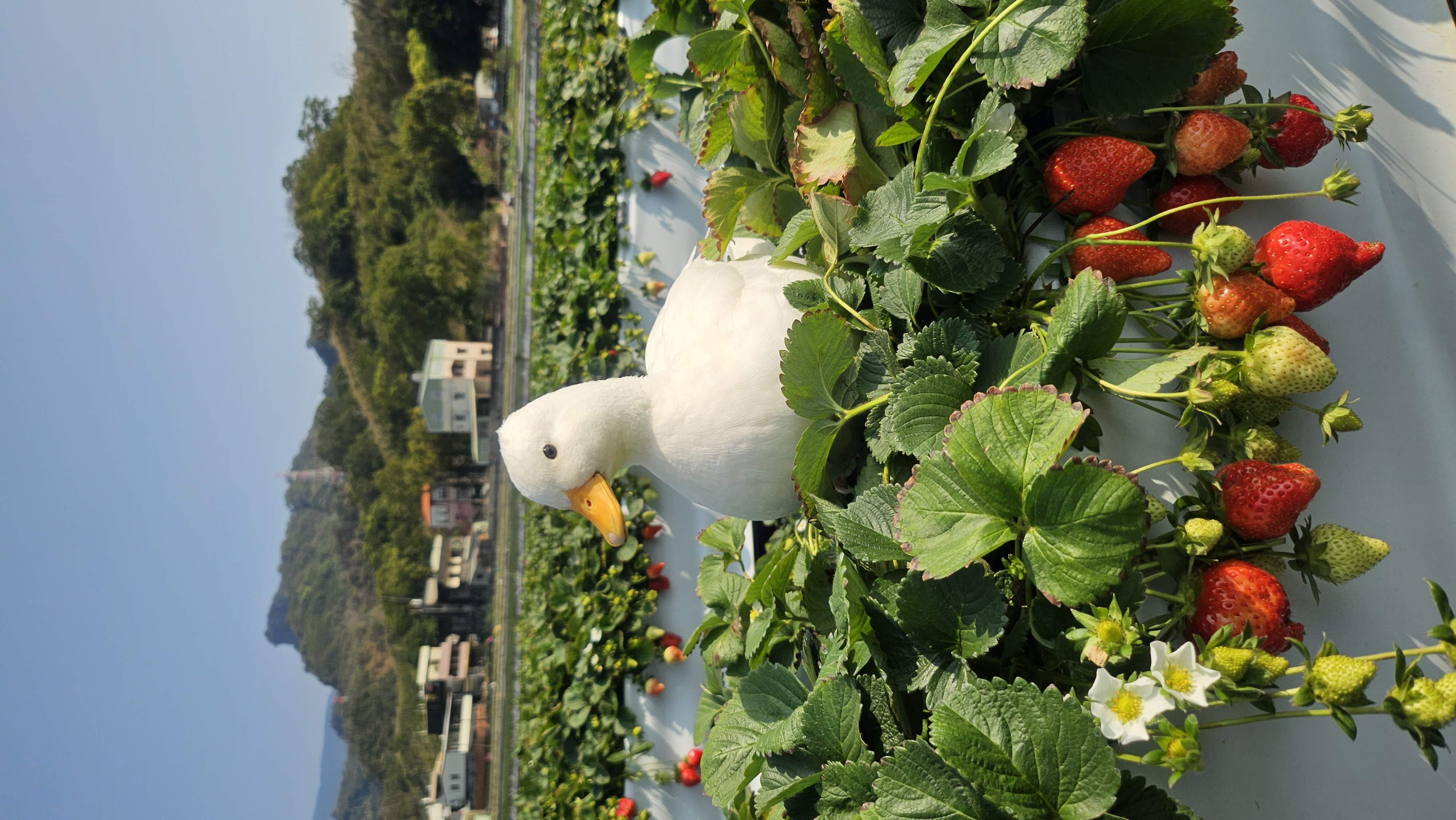苗栗大湖舞夜天高架草莓園飼養的白鴨，停在紅色草莓與遠山之間