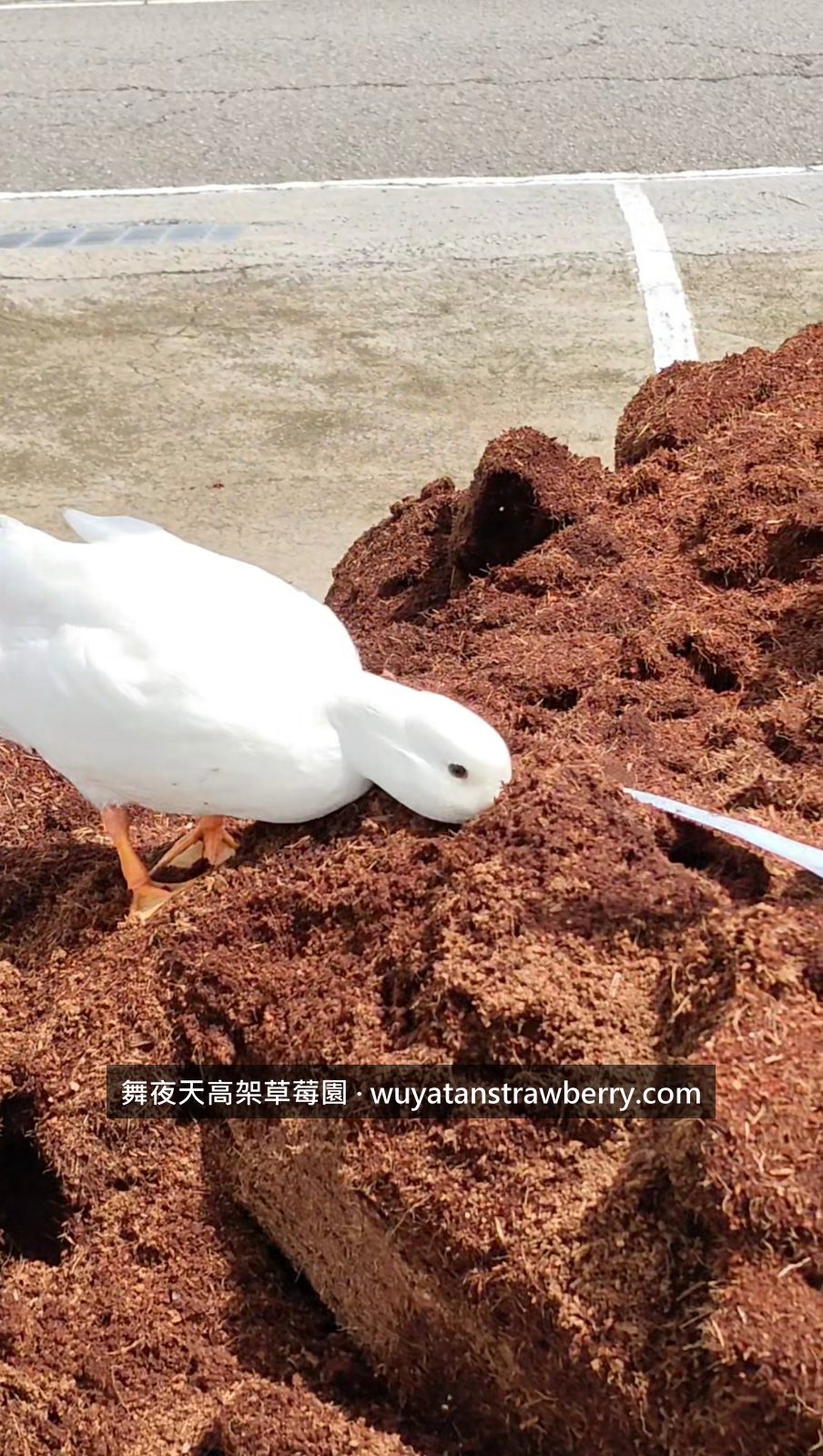 改補有機質肥料之後就不用他幫忙弄散了
