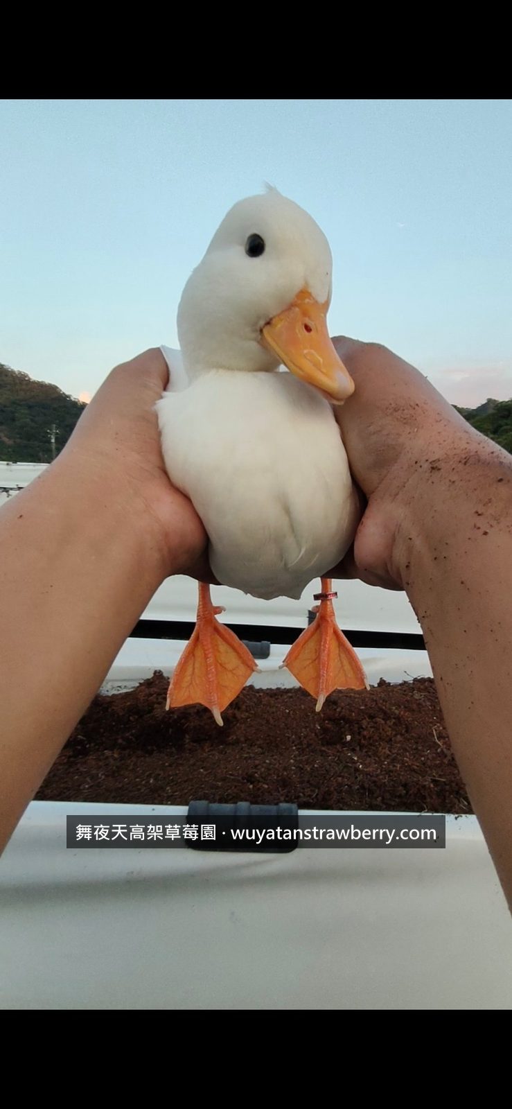 移動跟著我工作的鴨子