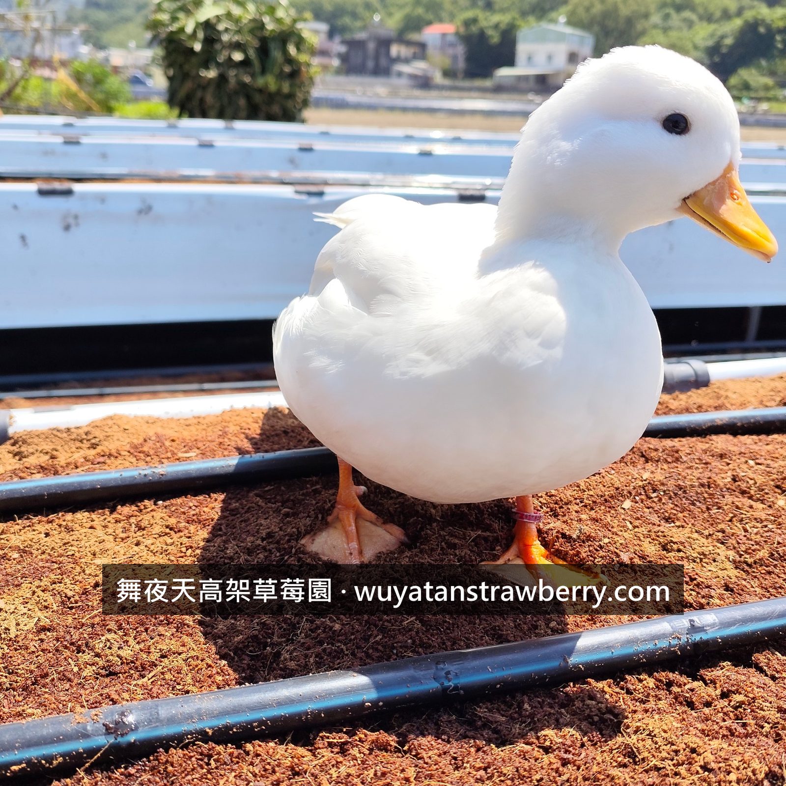 補土補土啦！被益生菌吃掉的每年都要補回來，施加一點鴨力把土夯實