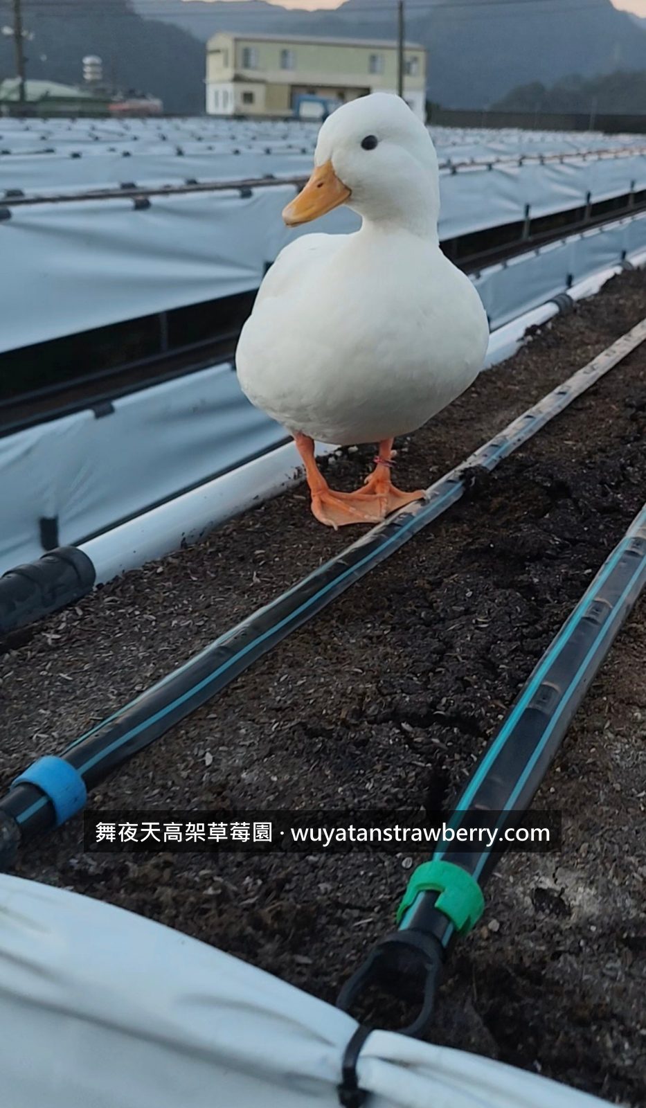 終於都整理得差不多了，明天要種草莓啦！