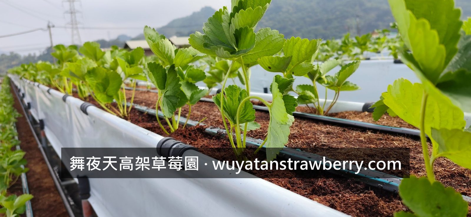 這一批次的草莓都種好了，為了讓園區的草莓可以分批輪流產出，我們會隔週分批種植，這樣才不會產期通通擠在一起