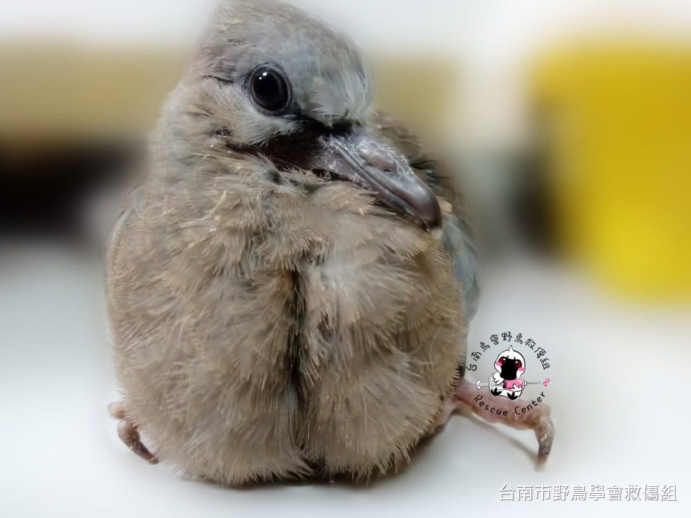 毛還沒長齊的灰色雛鳥