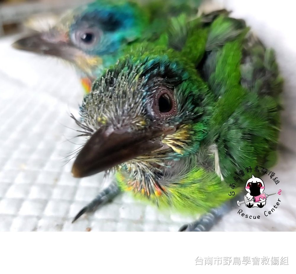 綠色羽毛的幼鳥特寫