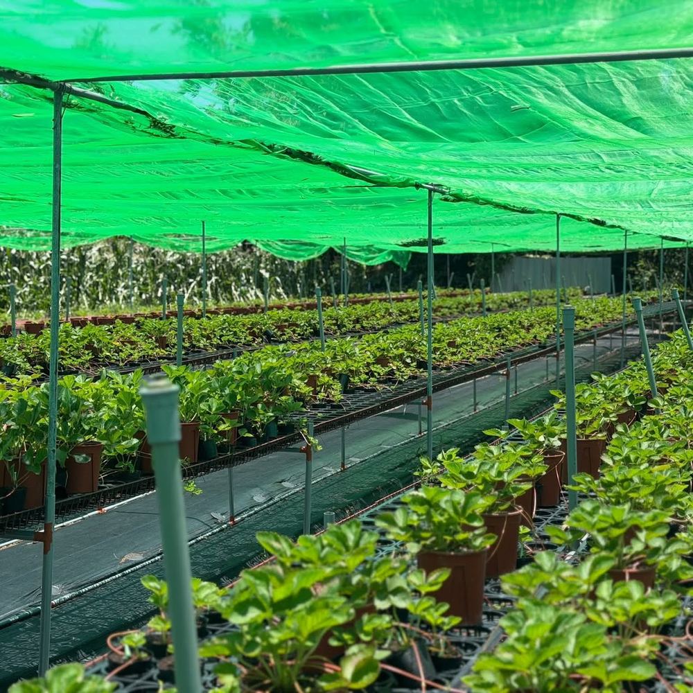 舞夜天草莓園的育苗場：綠色遮陰網下，一整片盆植的草莓種苗