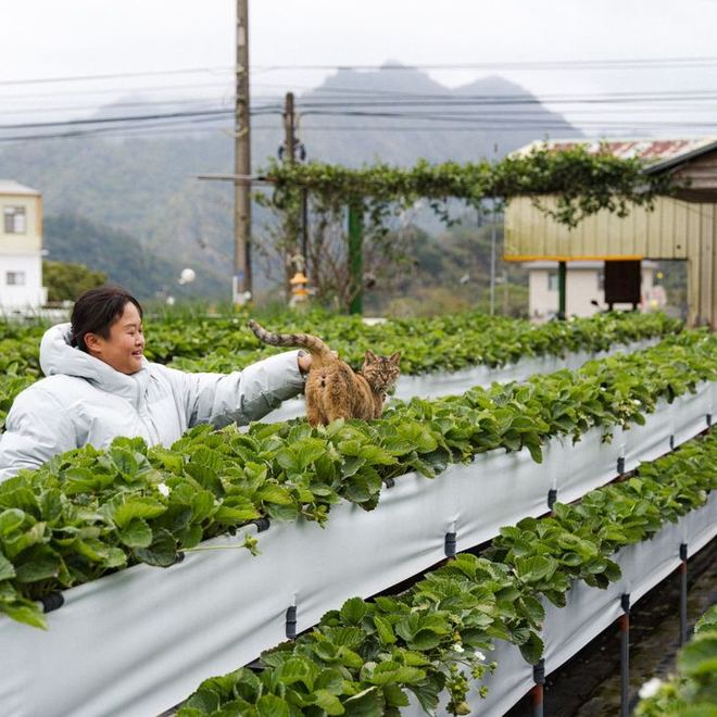 園主在露天高架草莓園裡，伸手招呼停在栽培槽上的貓