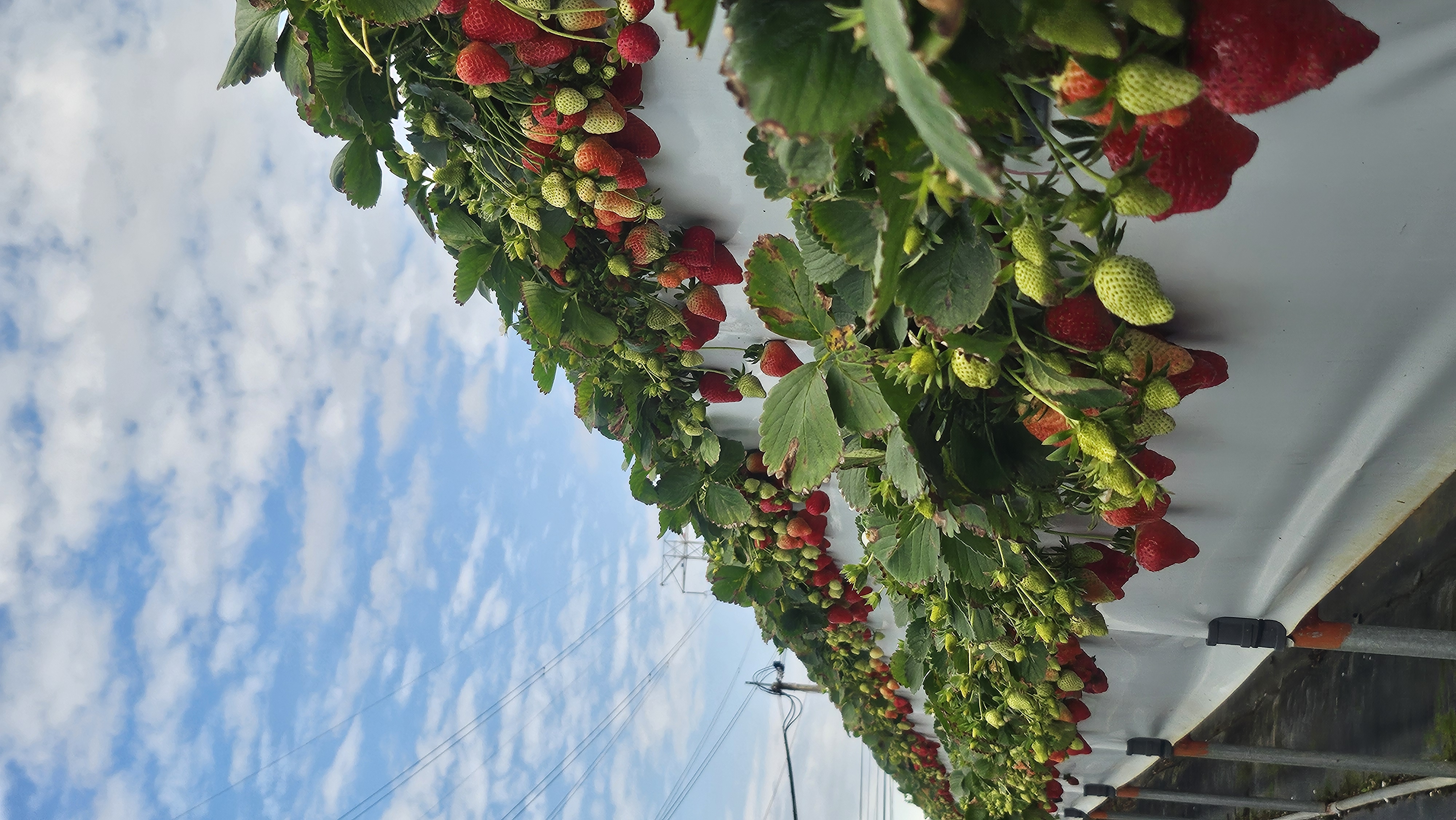 高架香水草莓沿著白色栽培槽成排垂落
