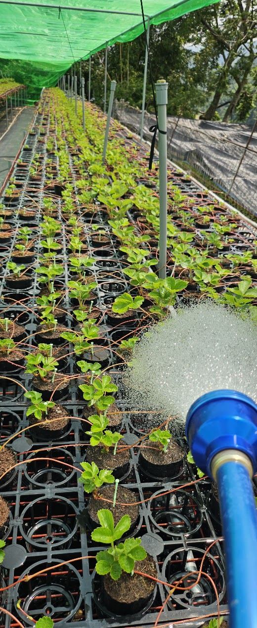 替育苗盤裡的草莓小苗澆水