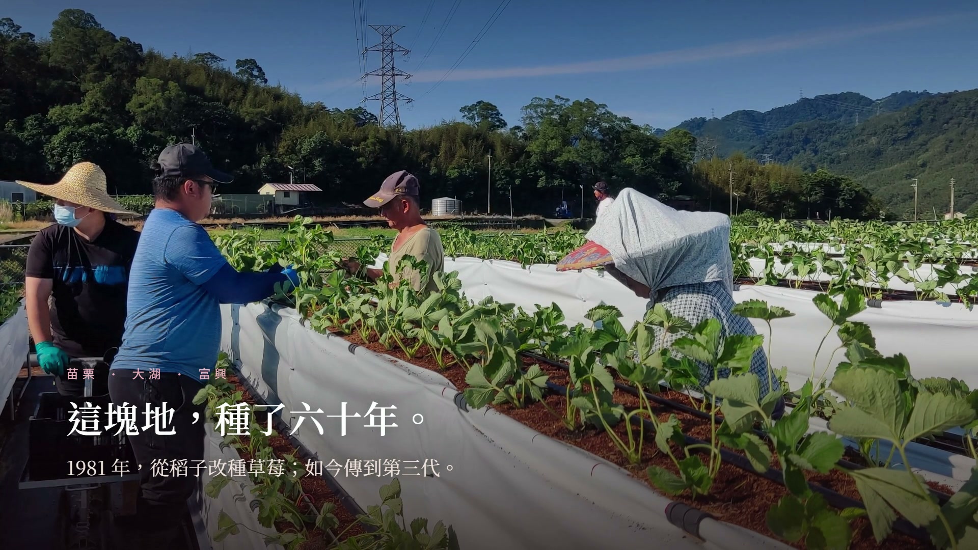 舞夜天高架草莓園品牌故事影片：從 1981 年改種草莓到益生菌養土的高架永續