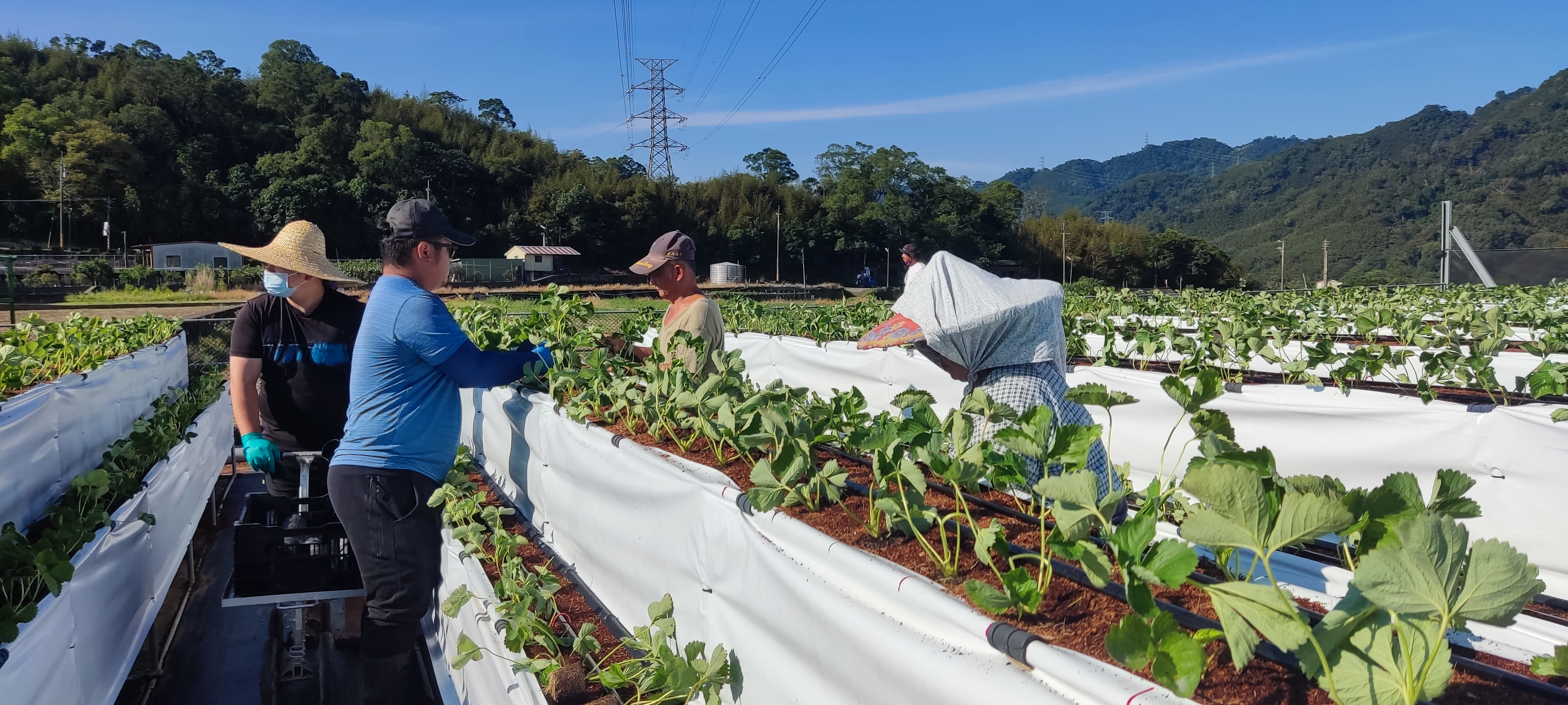 農友在戶外高架草莓園裡逐畦整理草莓植株