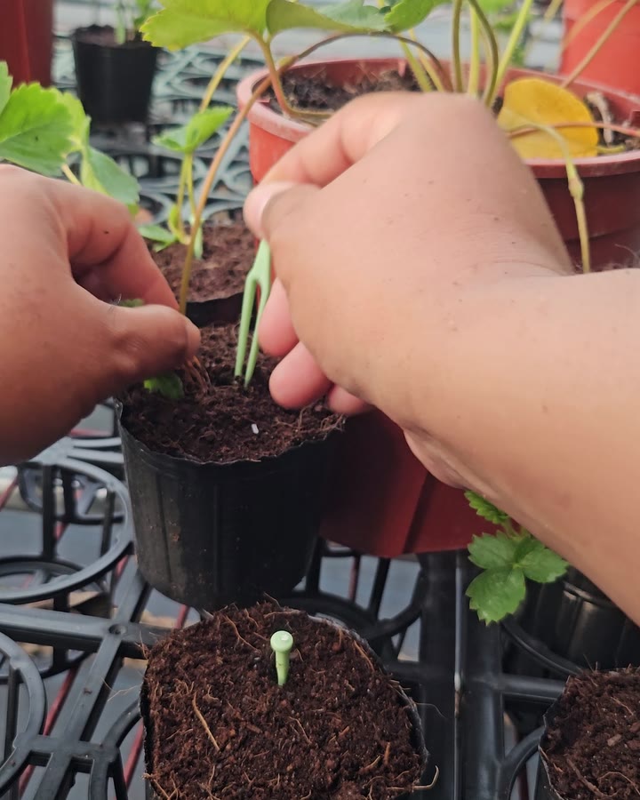 用夾子把草莓的走莖固定進小盆