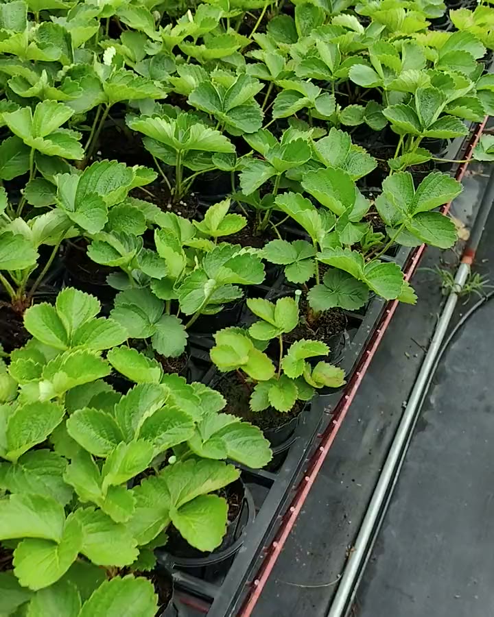 一整片黑色小盆裡的草莓苗